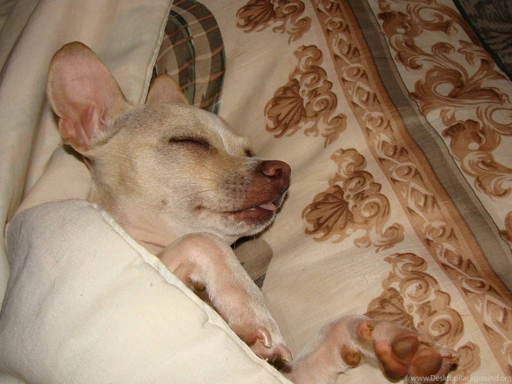Dogs: Roxy Sleeping Bed Chihuahua Wallpapers HD For HD 16:9 High ...