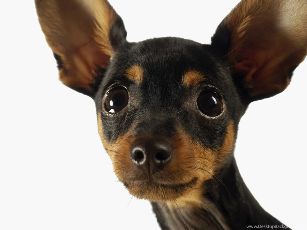 Chihuahua Wallpapers For Ipad 19 Free Hd Wallpapers ...