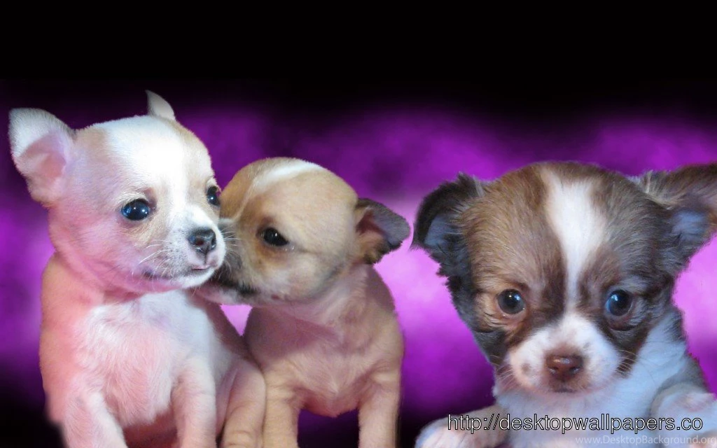 Chihuahua WallpaperDesktop Wallpapers Free Download