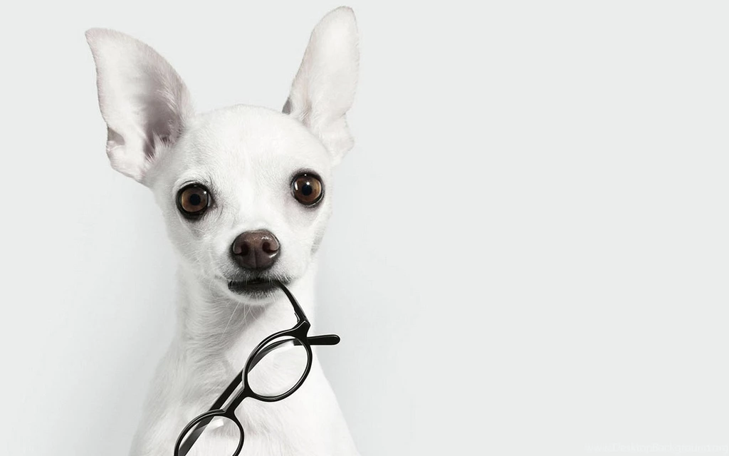 Chihuahua Holding A Pair Of Glasses In The Mouth, Eyes And Ears ...