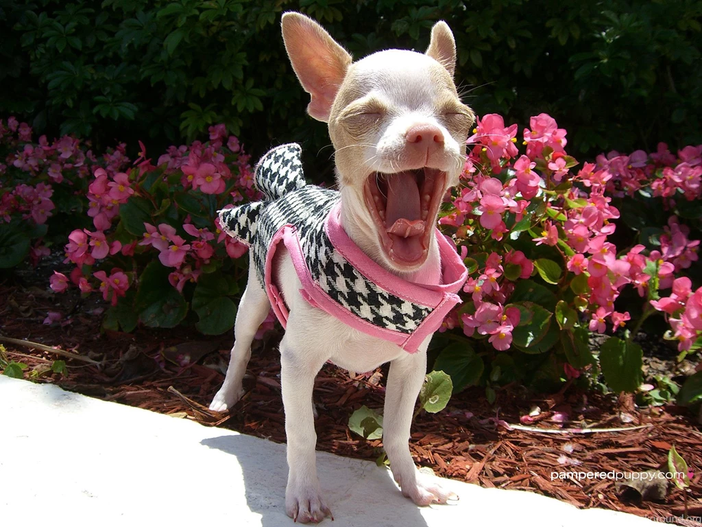 Doggy Desktops   Page 2