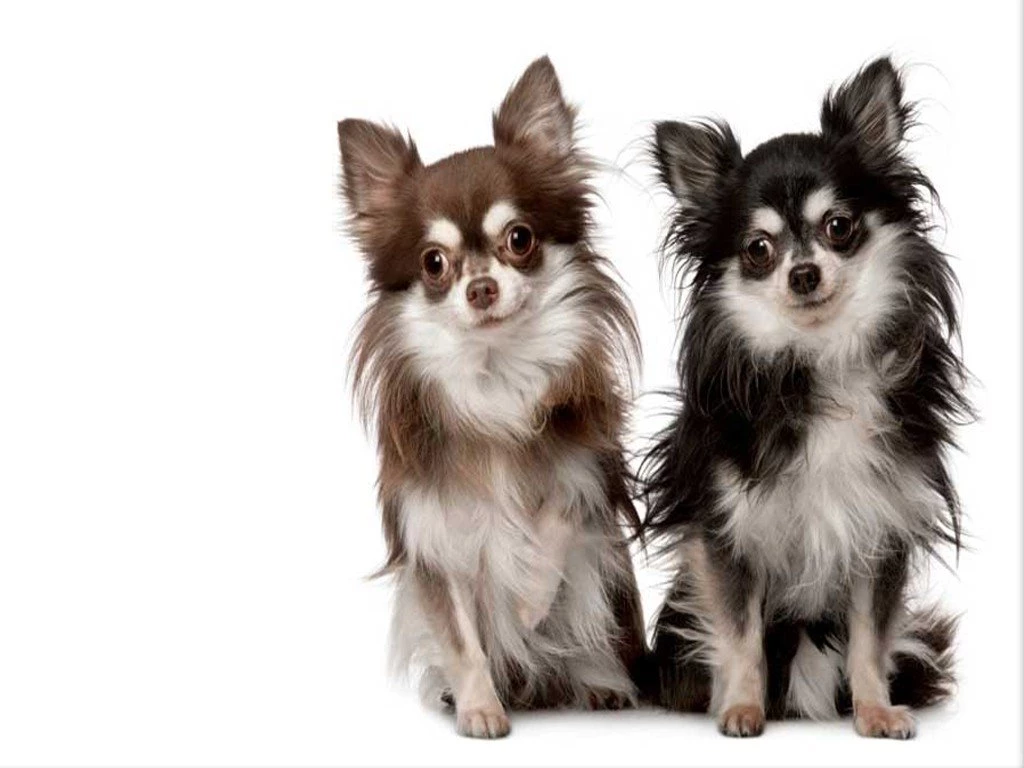 Dogs: Chihuahua HD Wallpapers For HD 16:9 High Definition 1080p ...