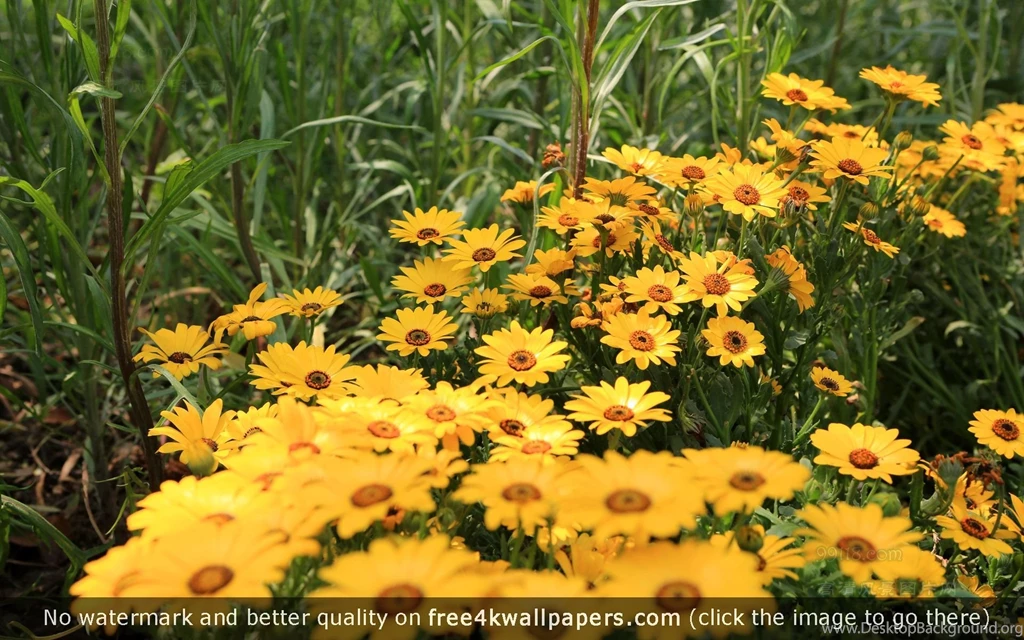 Page 5 Of Flowers Wallpapers For Desktop And Mobile Devices