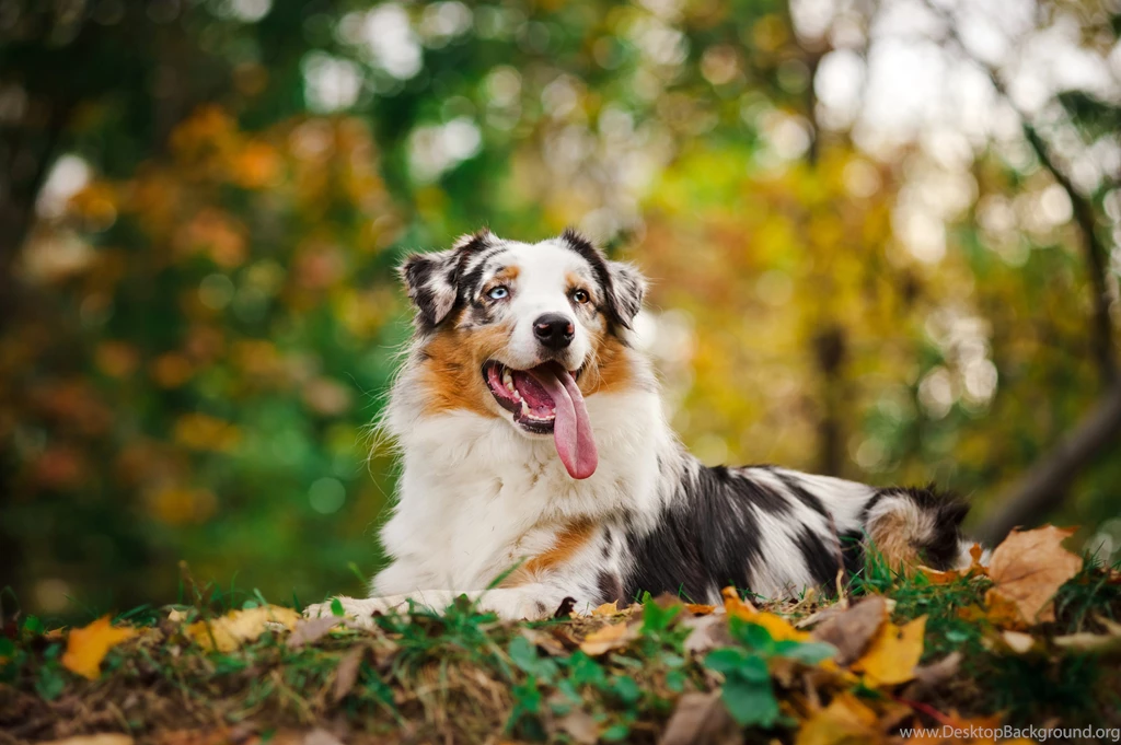 Australian Shepherd   Wallpaper.
