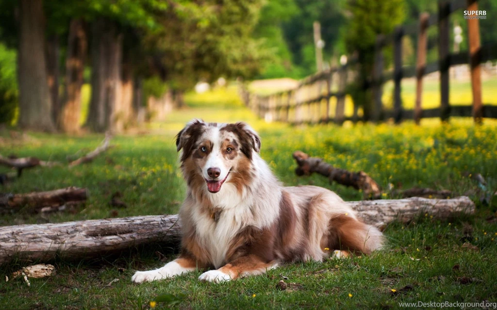 Australian Shepherd Wallpapers   Wallpapers Cave