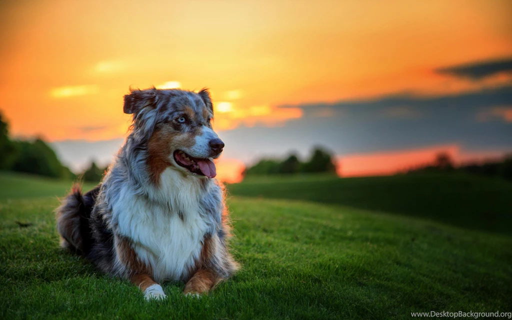 Download Wallpapers 2560x1600 Australian Shepherd Dog, Aussie, Dog ...