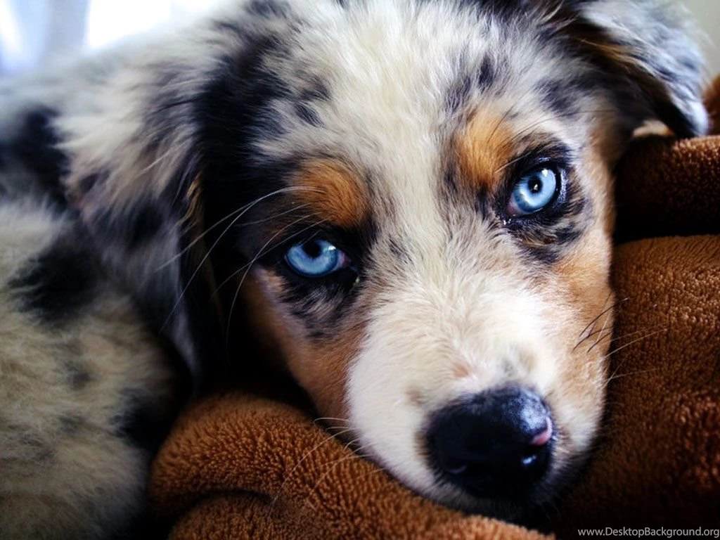 Australian Shepherd Wallpapers   Wallpapers Cave