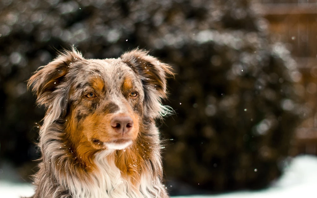 Australian Shepherd Wallpapers