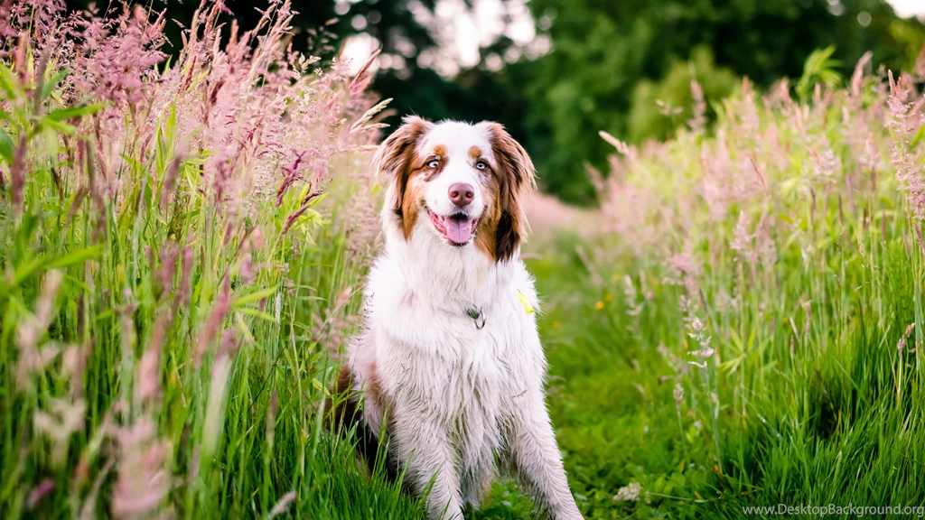 Download Wallpapers 3840x2160 Australian Shepherd, Dog, Flowers ...