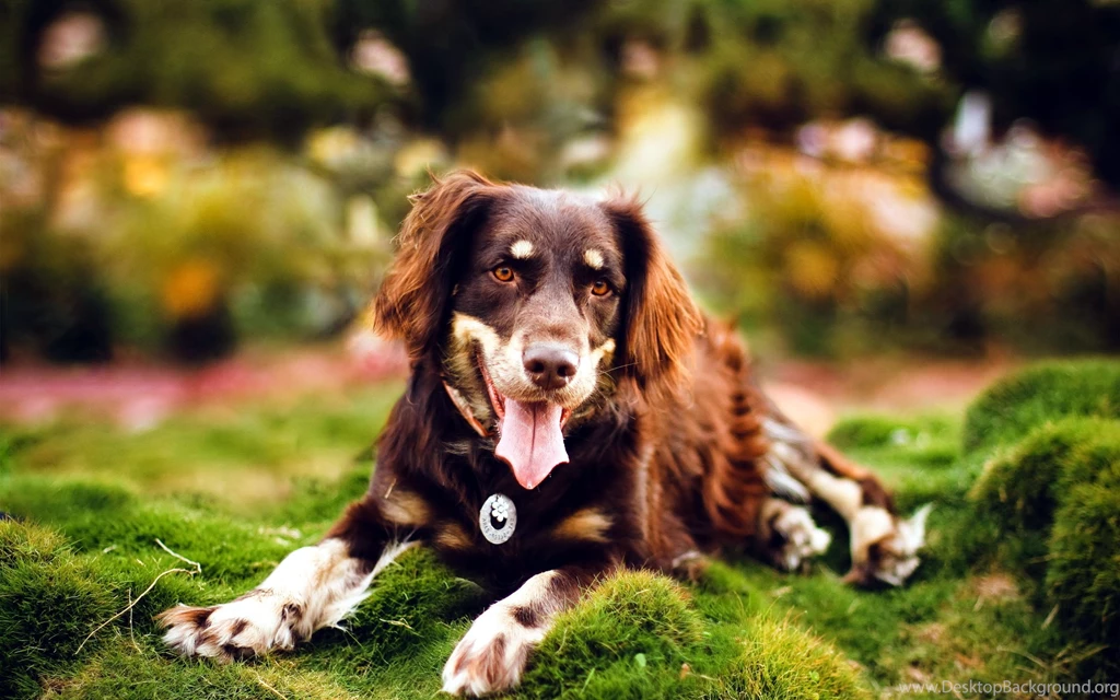 Beautiful Australian Shepherd Wallpaper.jpg