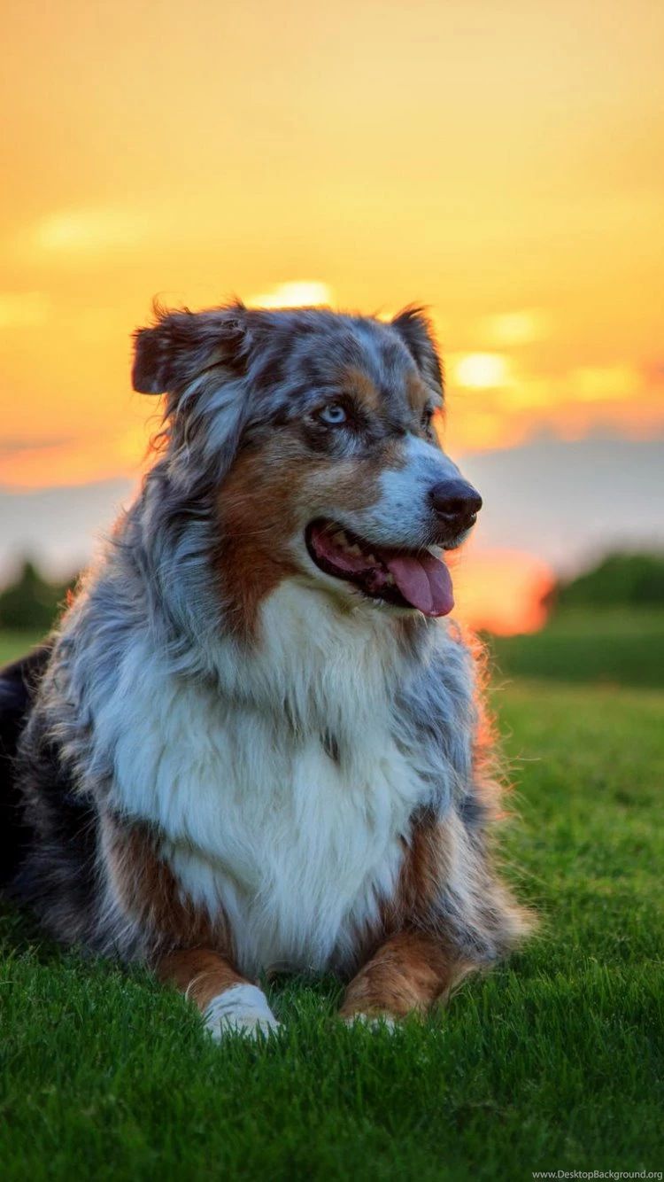 Download Wallpapers 750x1334 Australian Shepherd Dog, Aussie, Dog ...