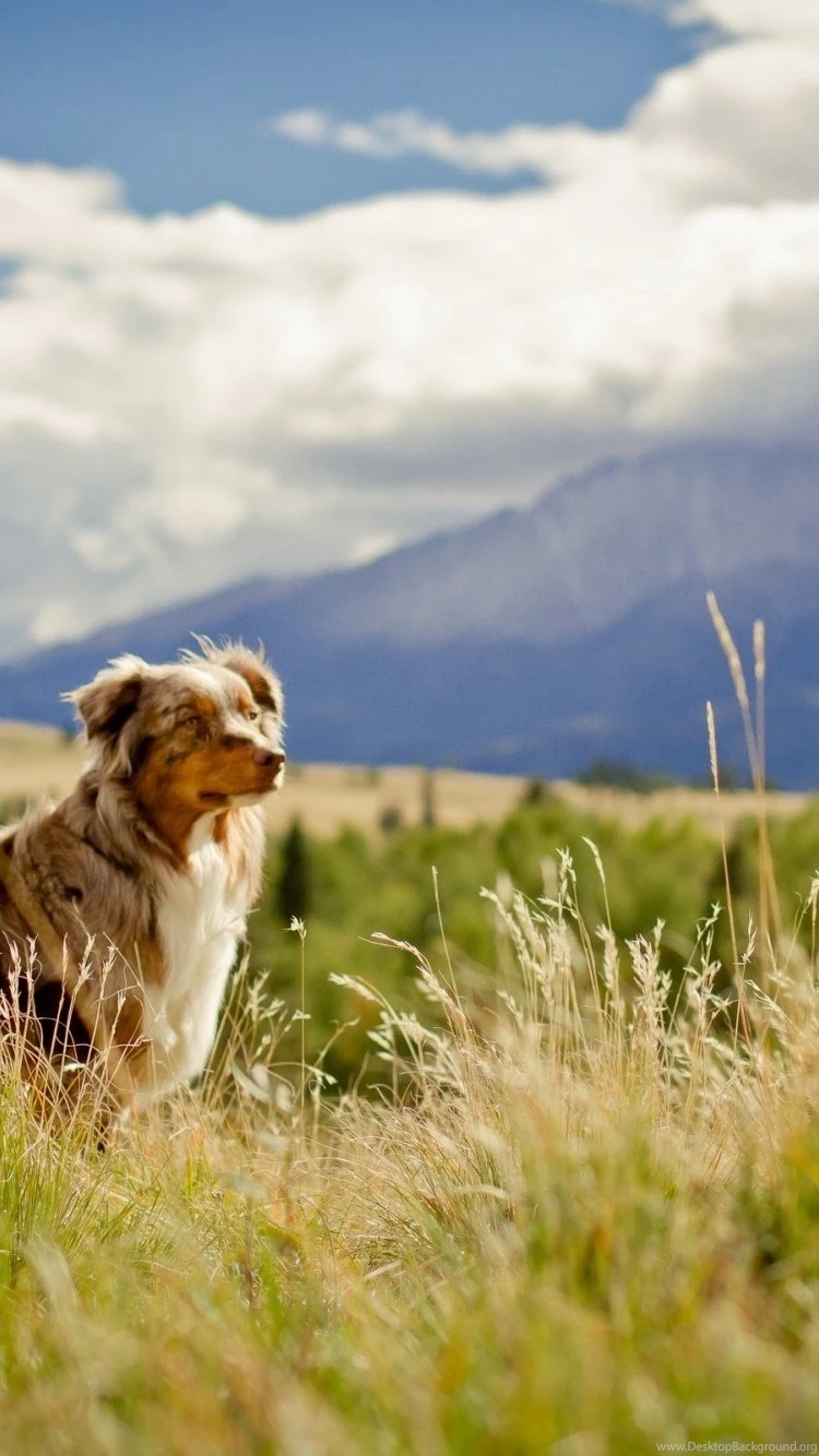 Beautiful Australian Shepherd iPhone 6 Wallpapers 36400   Animals ...