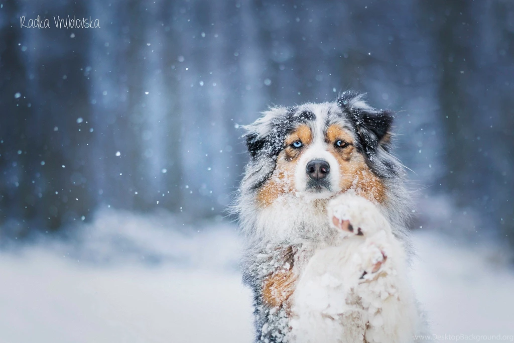 Australian Shepherd In Winter Wallpapers By Springbackground2015 ...