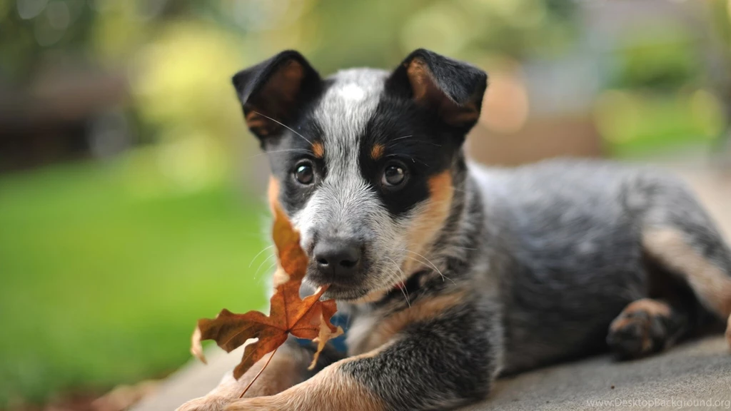Australian Shepherd Puppy And Autumn Leaf Wallpapers And Images ...