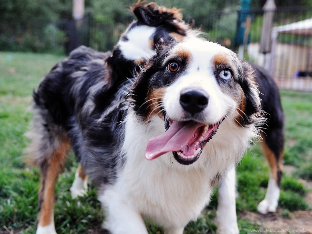 Wallpapers Of The Day: Australian Shepherd