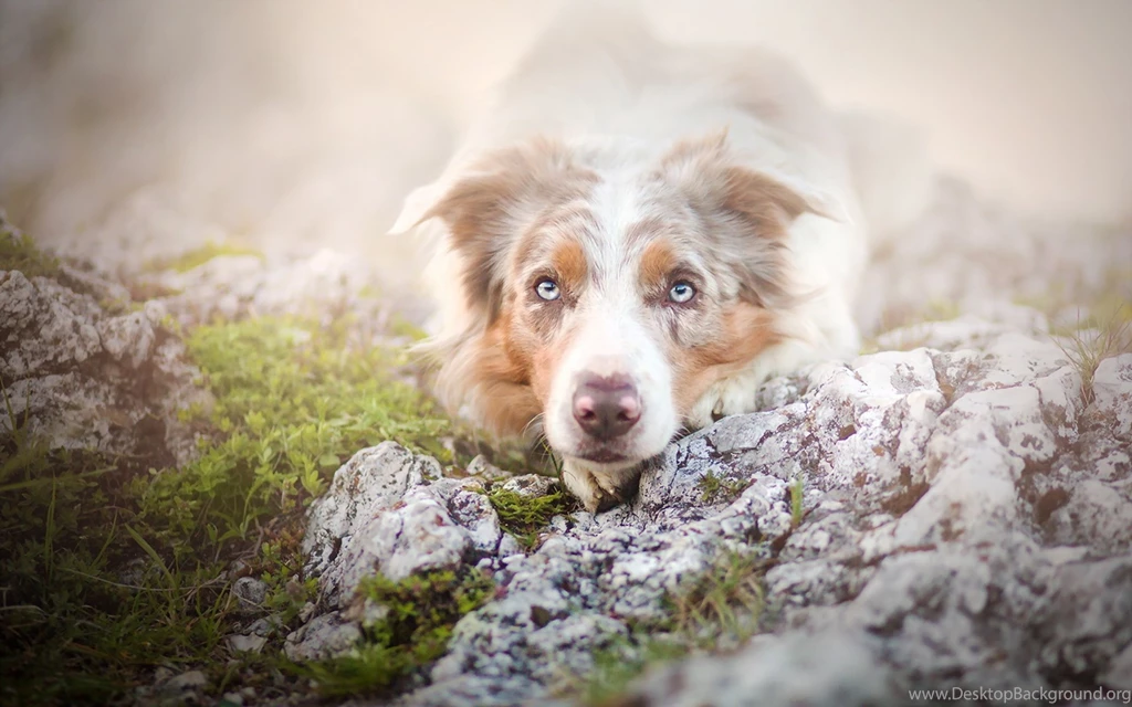 Dogs: Dog White Australian Shepherd Animal Summer Flower Catel ...