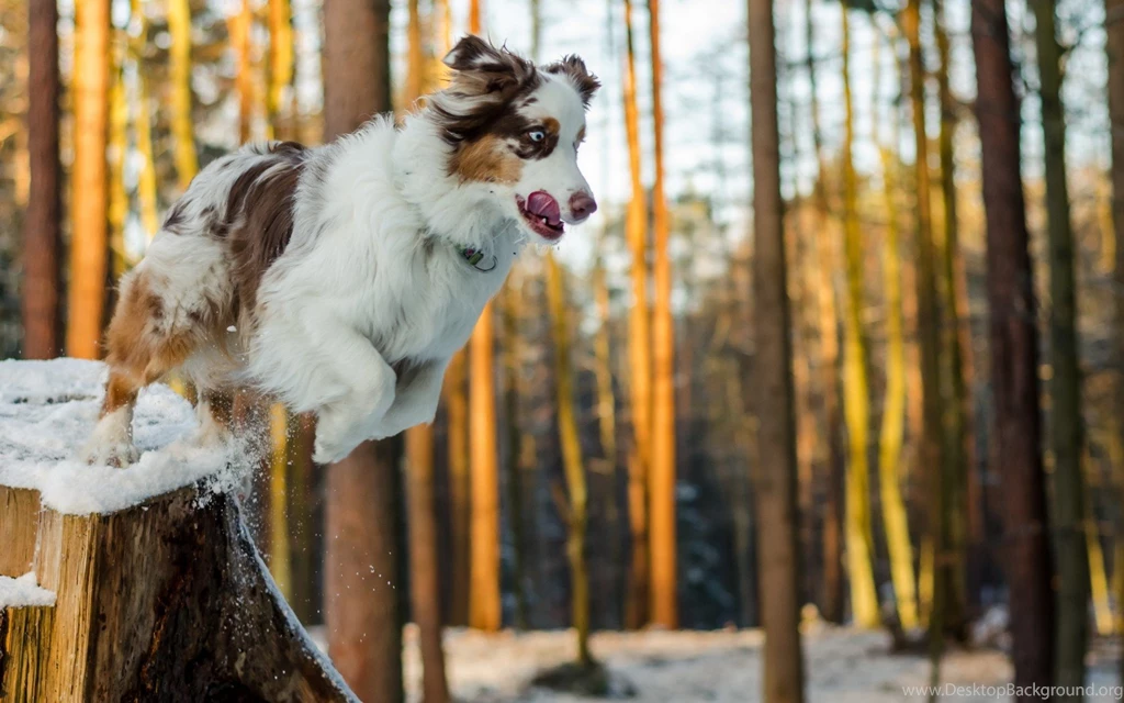 Dogs: Jumping Animal Collie Border White Tree Australian Shepherd ...