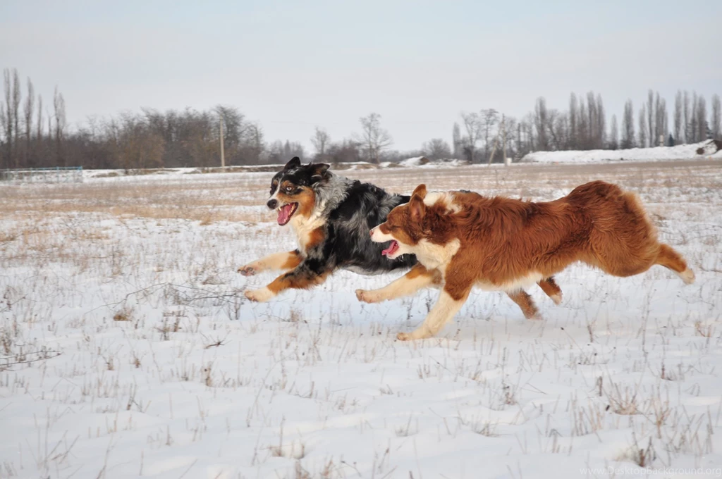 Australian Shepherd Running In Winter Wallpapers And Images ...