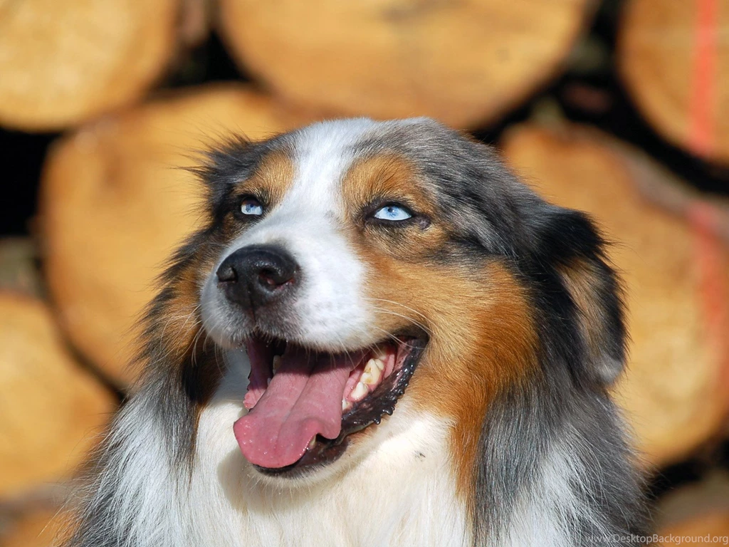 Blue eyed Australian Shepherd Wallpapers And Images   Wallpapers ...