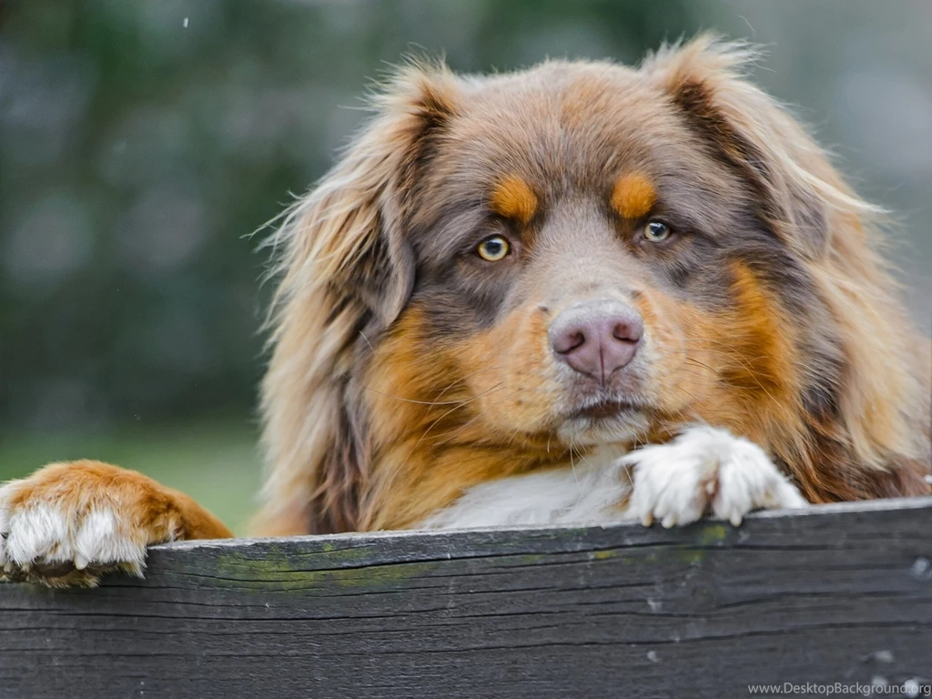 Australian Shepherd Secure Area Wallpapers And Images   Wallpapers ...