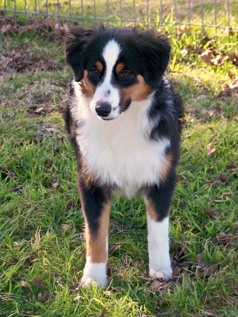 Cute Miniature Australian Shepherd Dog Photo And Wallpapers ...