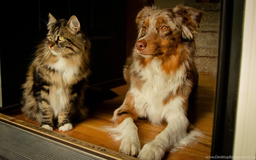 Cat And Australian Shepherd Dog
