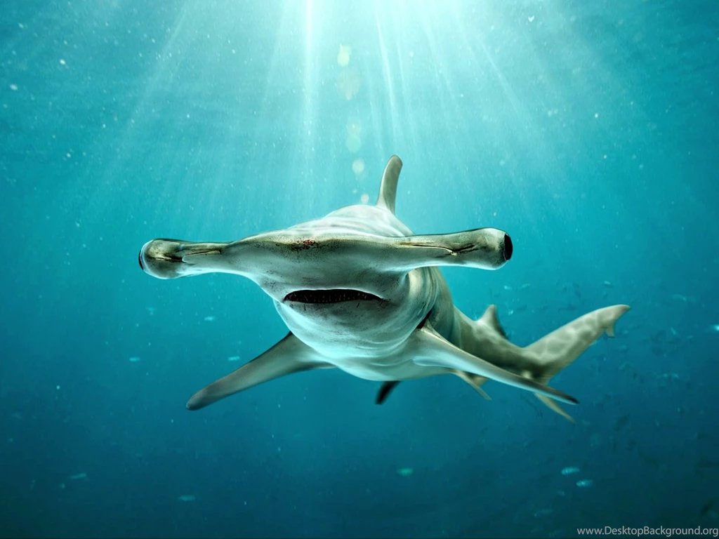 Pics, Facts, Funny Stuff About Animals & Nature Hammerhead Shark ...