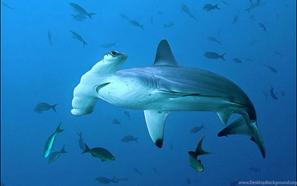 Great Hammerhead Shark Wallpaper.