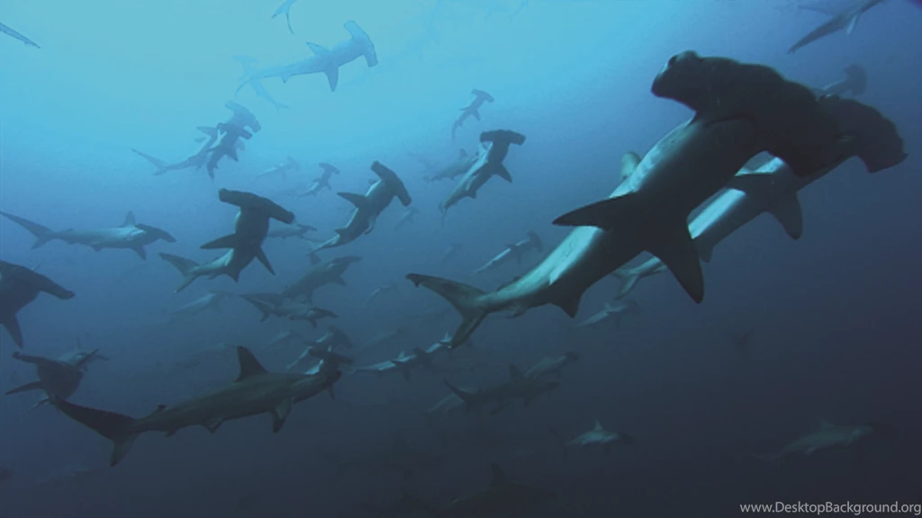 Marylanders Find Dead Hammerhead Shark On Fenwick Island ...