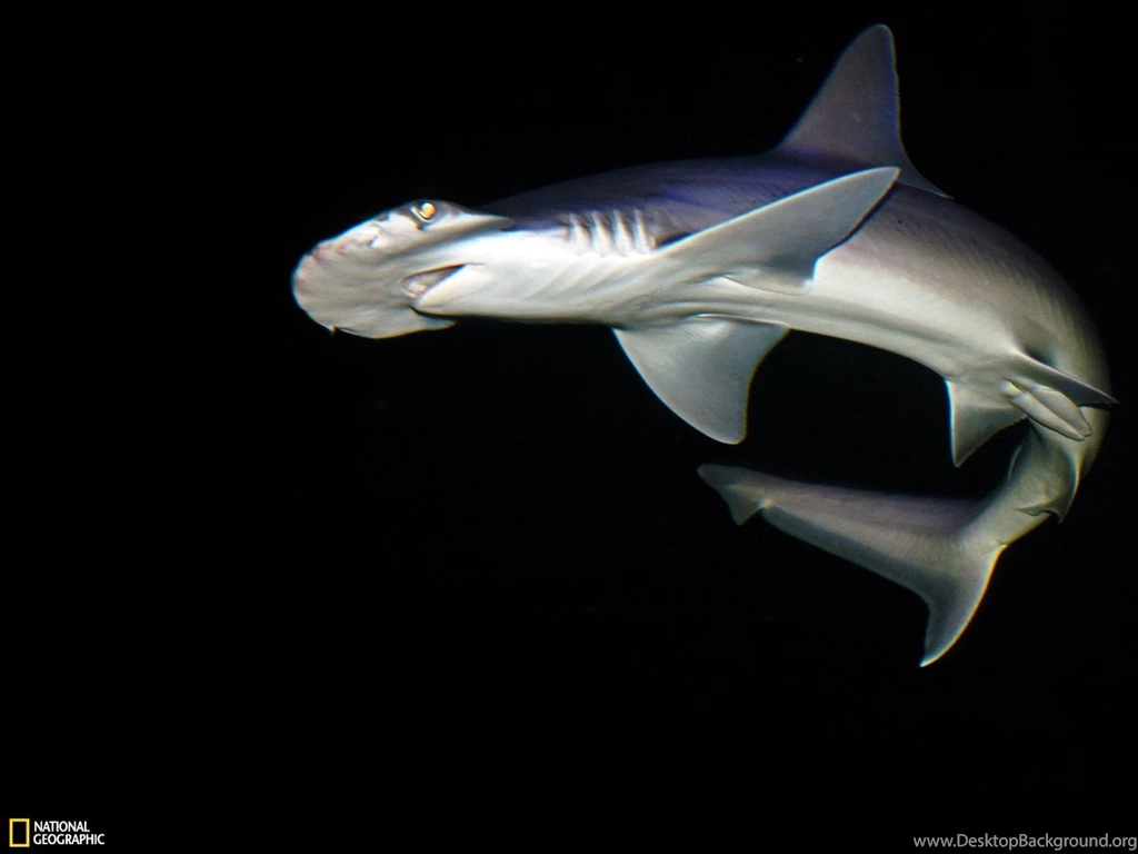 21392) Hammerhead Shark HD Photo Wallpapers WalOps.com
