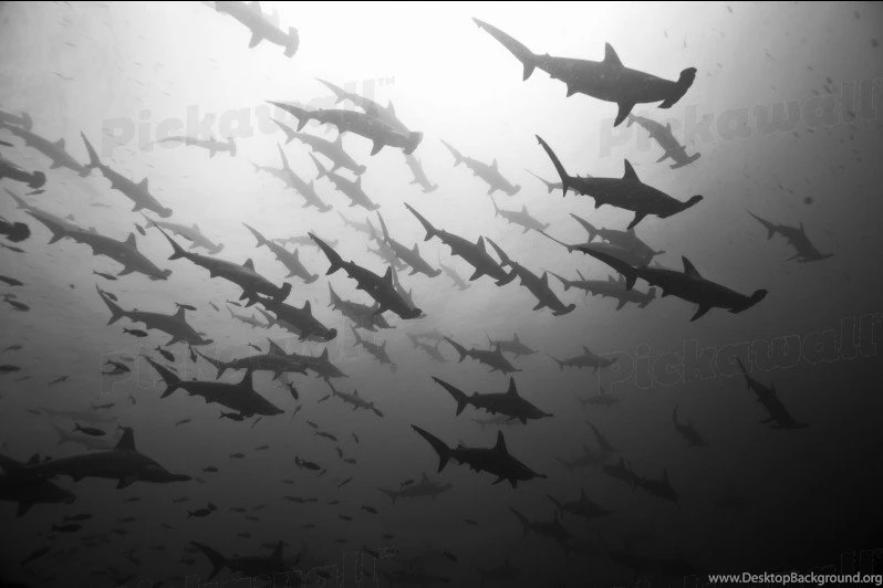 Design Your Own Custom Removable Wallpaper. Image: Hammerhead ...