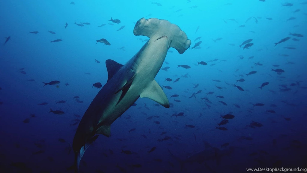 Sharks Hammerhead 1920×1080 Wallpapers 1632538