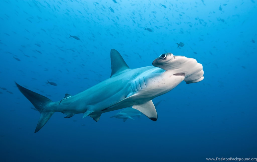 2400x1703px Hammerhead Shark