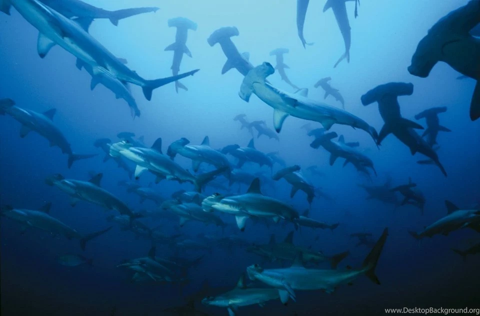 Many Hammerhead Sharks Photo And Wallpaper. Cute Many Hammerhead ...