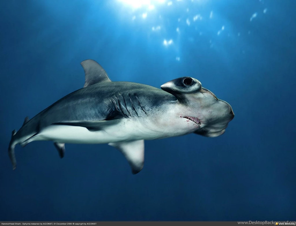 Hammerhead Shark Tropical Fish/Underwater Sea Life Wallpapers