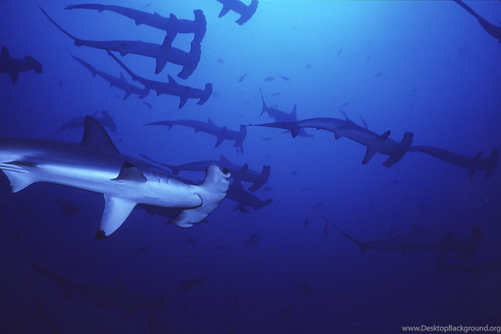 Blue Sharks Wallpapers For Iphone Sharks Shark Blue Sharks ...