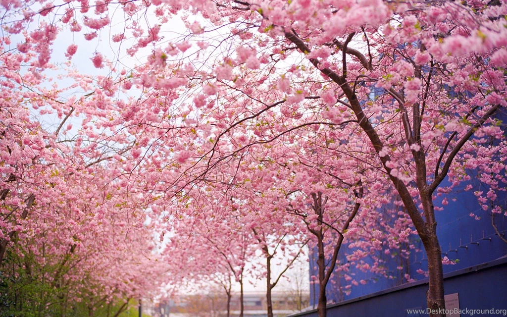 11664) Cherry Blossom Tree Widescreen Desktop Wallpapers WalOps.com