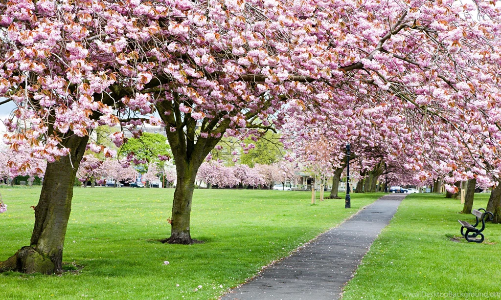 Cherry Blossom Tree Uk Desktop Backgrounds Hub
