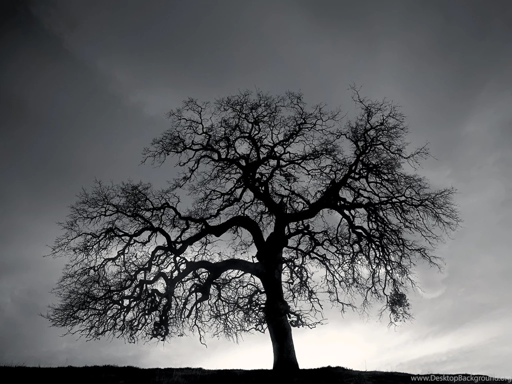 Black And White Tree High Resolution Wallpapers