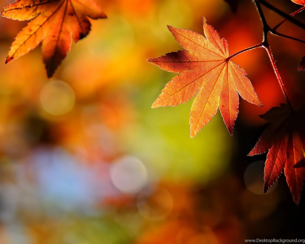 Wallpapers Vista Autumn Leaves 1 Wallpapers 1280x1024 Wallpapers