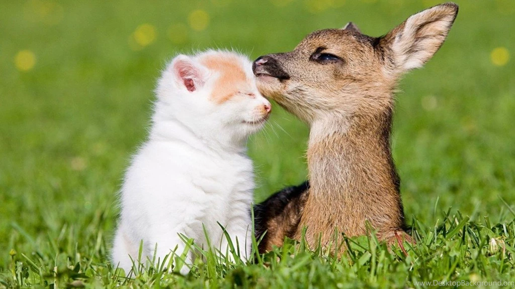 Cute Animal Wallpapers,desktop Wallpapers