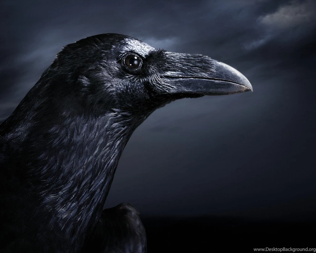 Night Black Crow Wallpapers   1280x1024 Wallpapers Download ...
