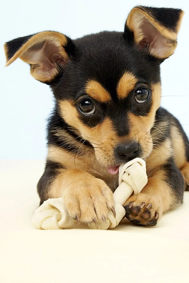 20 Cute Baby Animal Pictures : Download Free iPhone Wallpapers