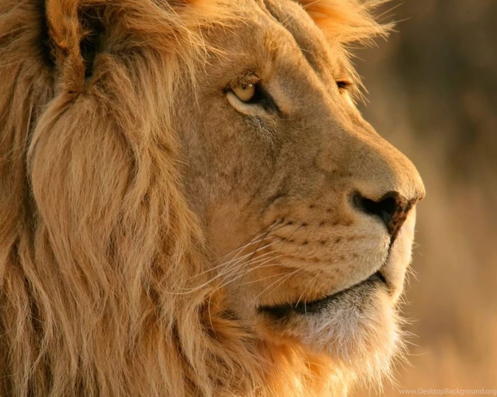 1280x1024 Mac OS X Lion Desktop PC And Mac Wallpapers