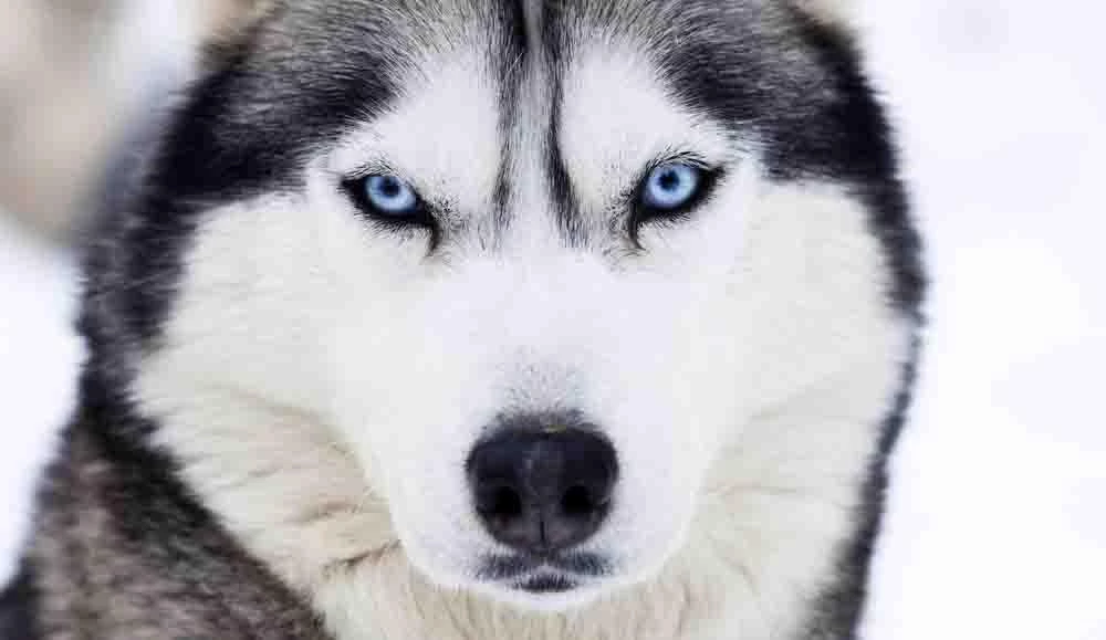 Siberian Husky Wallpapers Android Apps On Google Play