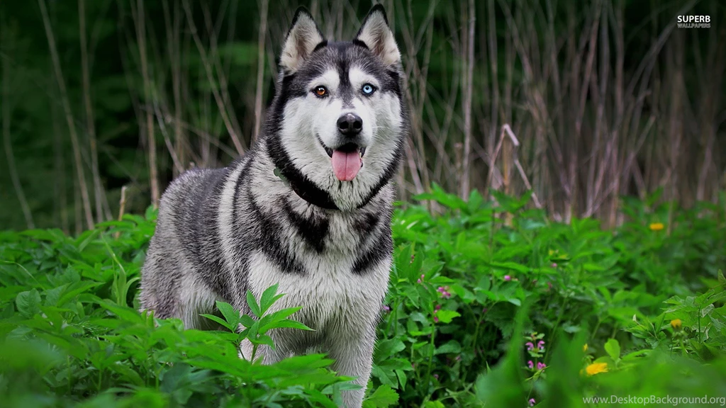 Siberian Husky Wallpapers High Resolution And Quality Download
