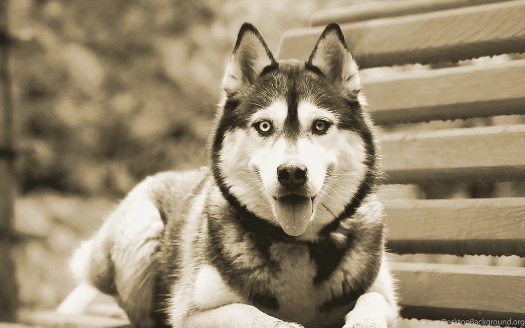 Siberian Husky Wallpapers High Resolution And Quality Download