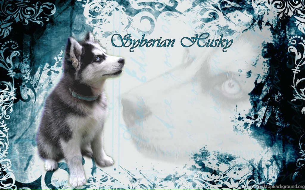 Siberian Husky Wallpapers Hd Free For Desktop All   PetPictures