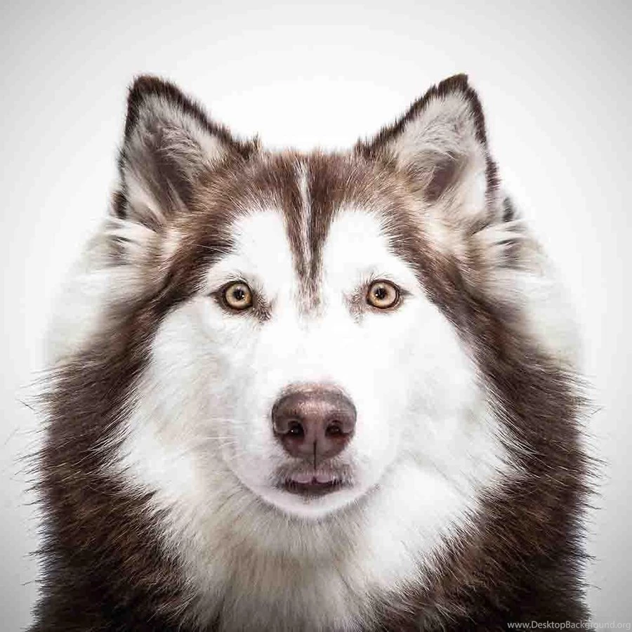 Siberian Husky Wallpapers Android Apps And Tests AndroidPIT