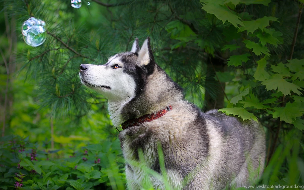 Husky Siberian Husky Hd Huskies Wallpapers Siberian Husky Wallpapers ...